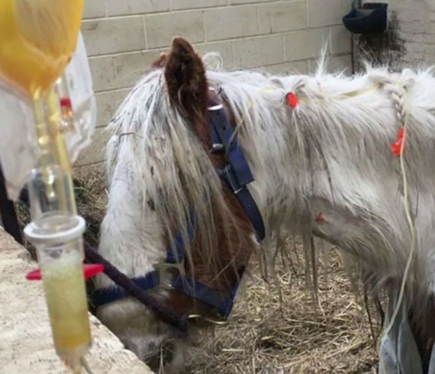 pony on the brink of death